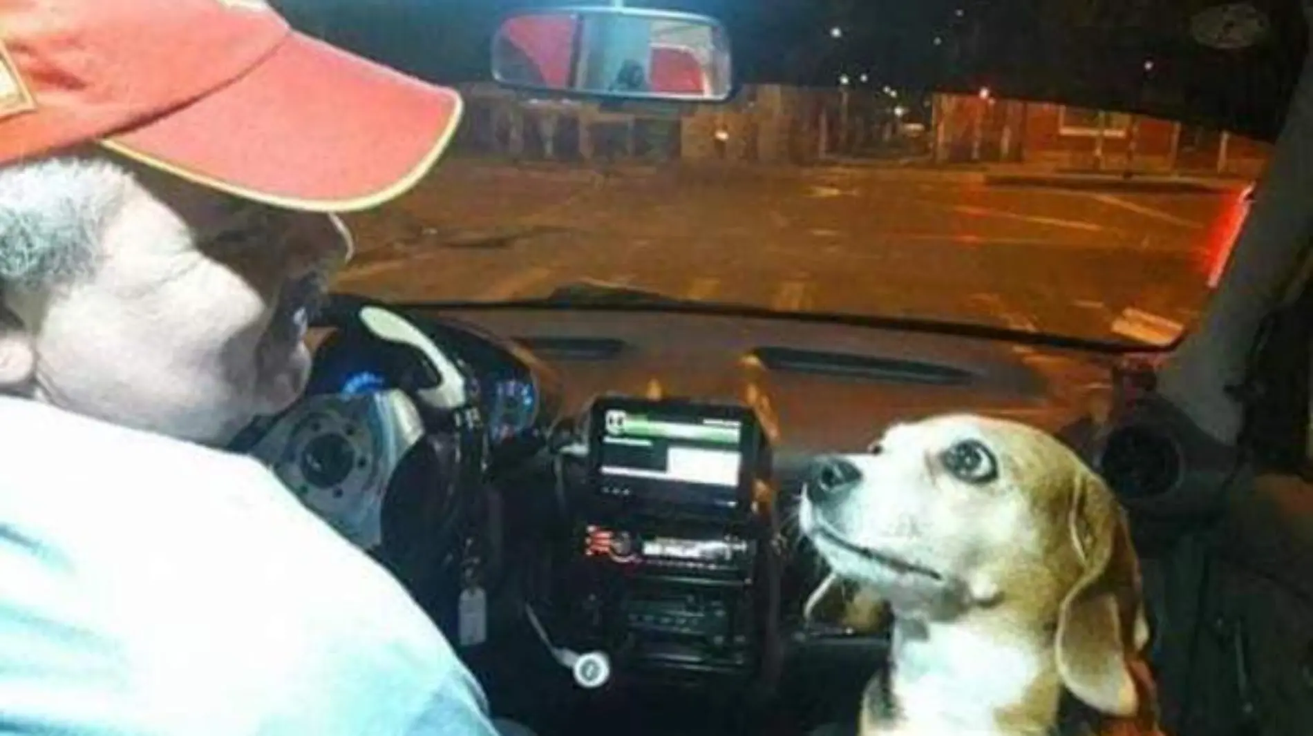 perrita copiloto